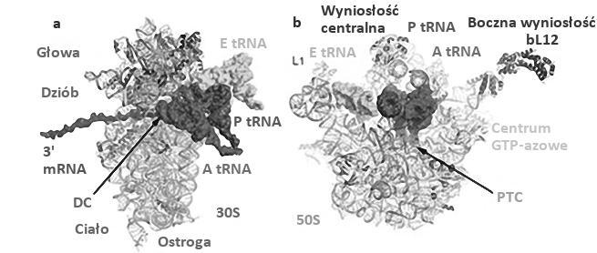 Patrycja Horbowicz 1, Monika Dźwierzyńska 2 Stabilność termiczna delecyjnych form ludzkich rybosomalnych białek P1, P2 1.