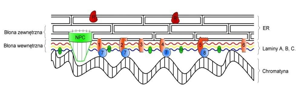 Morfologia jądra komórkowego w stanach fizjologicznych i chorobowych Rysunek 2 Błona jądrowa: NPC-kompleks poru jądrowego, R-rybosomy.