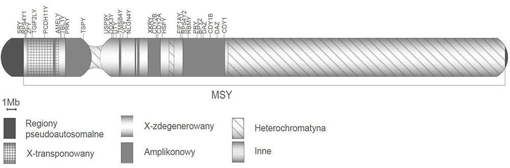 Natalia Kaszura Rysunek 1. Schemat budowy chromosomu Y, [opracowanie własne na podstawie danych z GeneBank-NCBI].