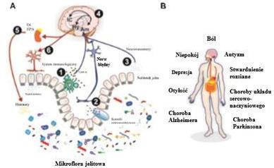 Korelacja pomiędzy osią jelito-mózg-mikrobiota, a występowaniem chorób ośrodkowego układu nerwowego Rysunek 2.