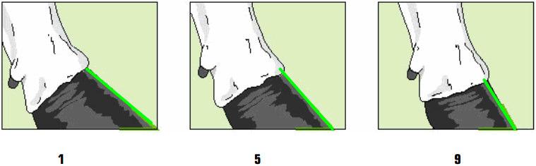 mierzony na kończynie tylnej uważa się 50. W praktyce właściwa ocena tej cechy może nastręczać problemów związanych z korekcją racic czy rodzajem podłoża (ściółka, maty).