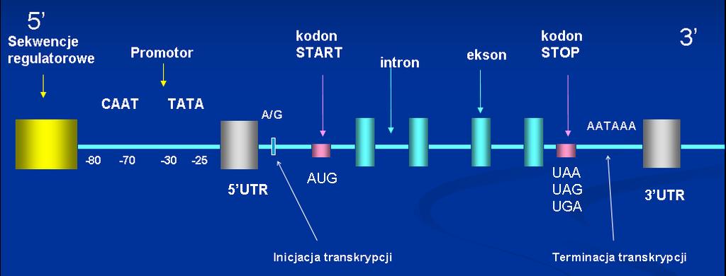 . Dwa przykłady niezwykłej organizacji genów: Geny nakładające się W niektórych regionach chromosomów, w których zagęszczenie genów jest duże, a sekwencja jest bogata w pary GC mamy do czynienia ze