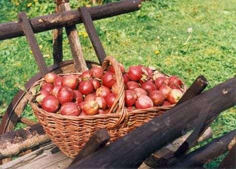 Produkcja pierwotna w świetle przepisów europejskich i