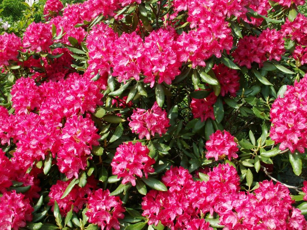 Rhododendron Nova Zembla - standardowa typowa odmiana do wszystkich