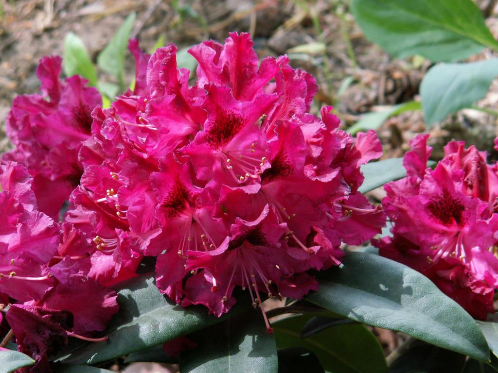 Rhododendron Marie Forty [syn. Souvenir of Kongo ] - kwitnie sporadycznie i skąpo b.