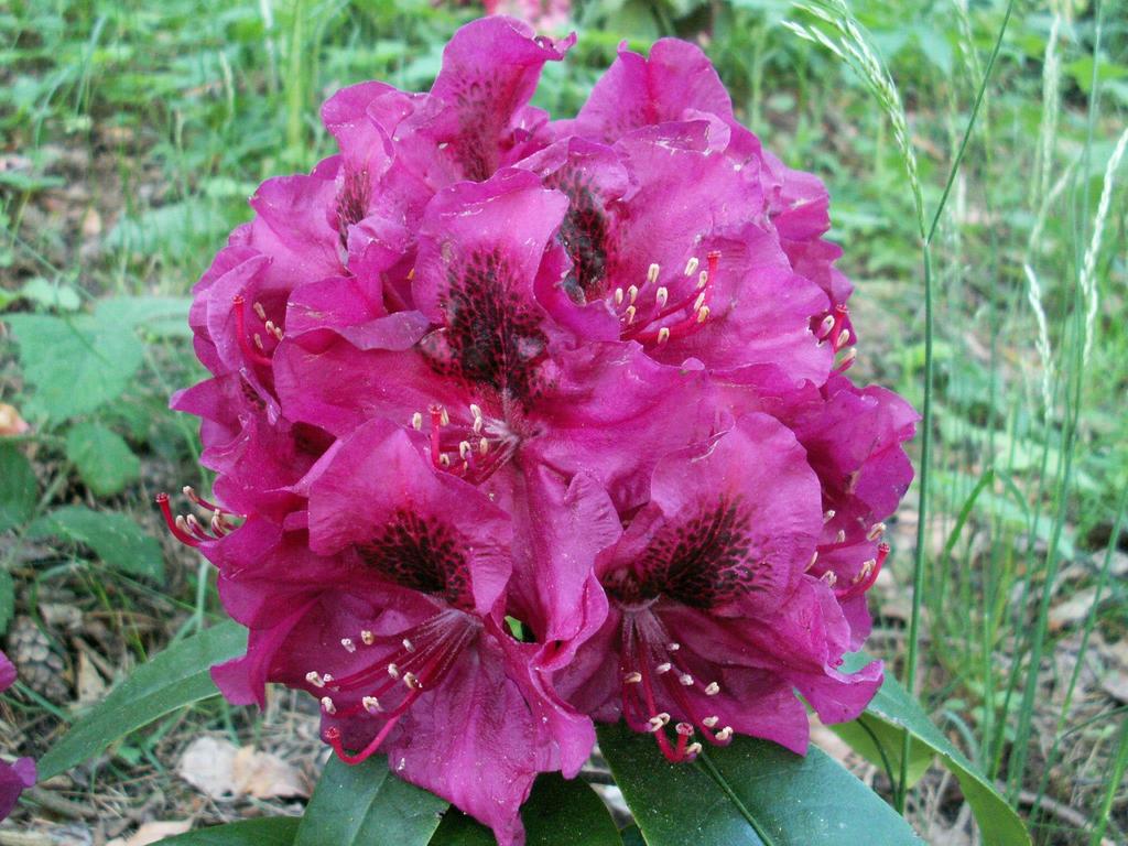 Rhododendron Olin o Dobbs - kwitnie już jako młoda roślina (kwiat na 3 letniej sadzonce był wielkości samej