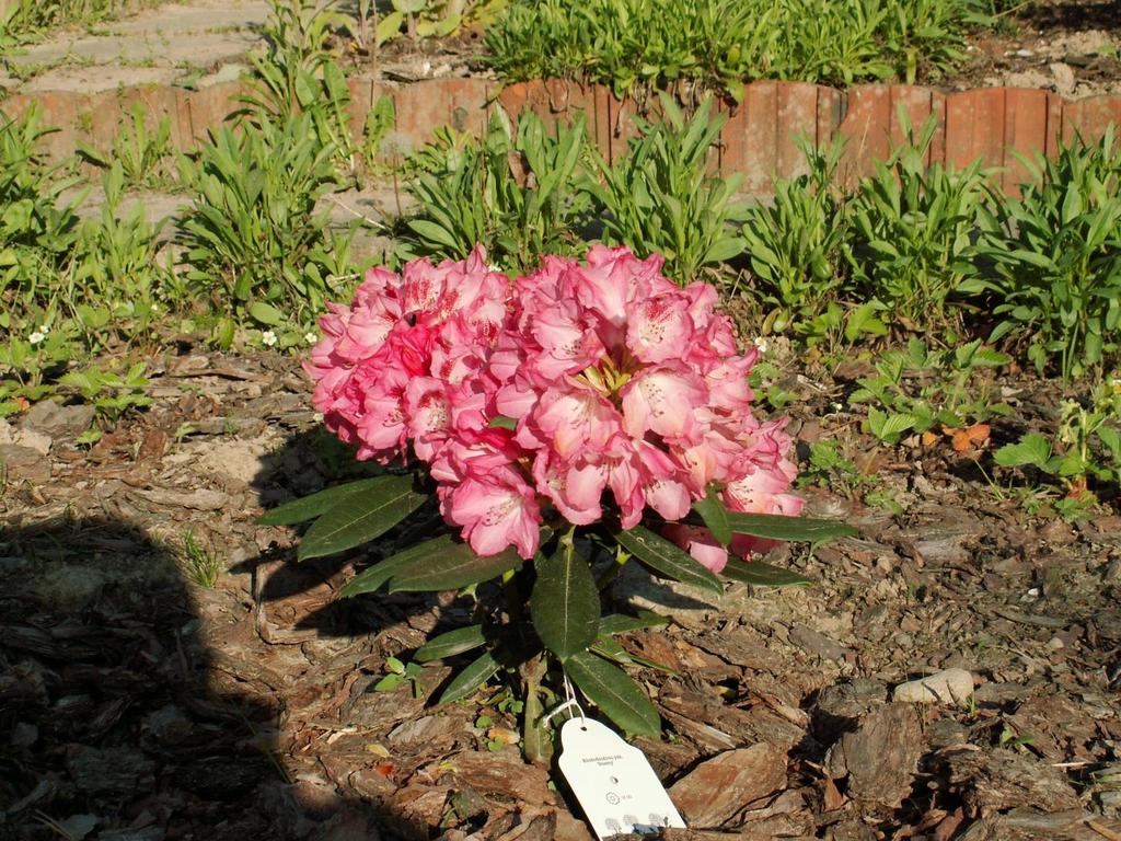 Rhododendron yakushimanum Sneezy -liście pokryte kutnerem, jak u gatunku, od którego się wywodzi - angielska