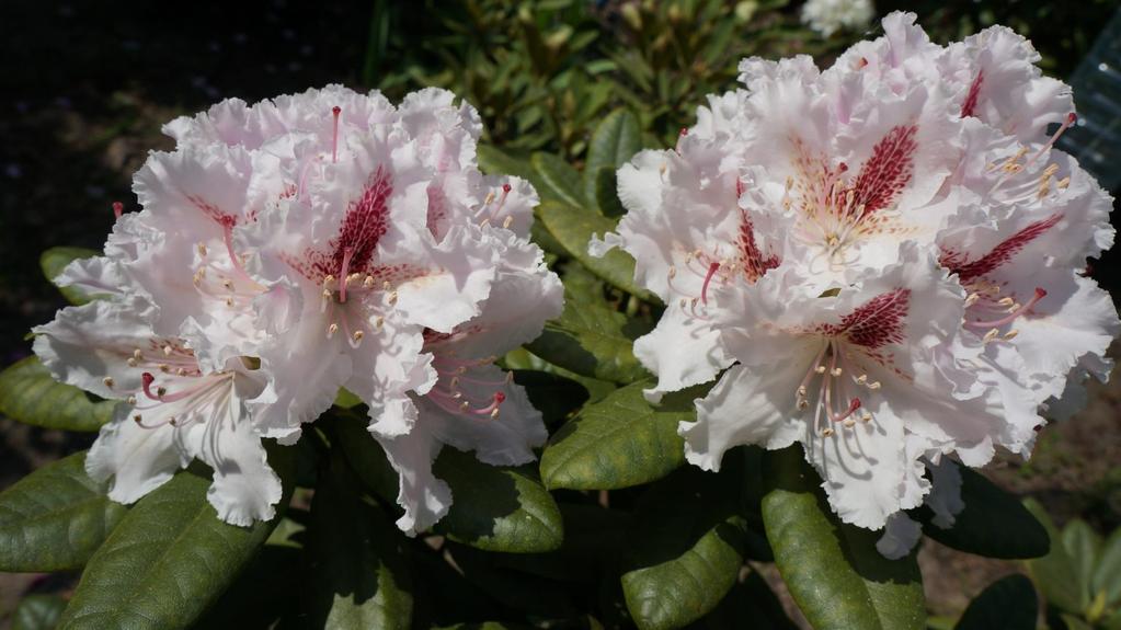 Rhododendron caucasicum Progres - kwiaty ukazują się wcześnie przez co bywają uszkadzane przez kwietniowe