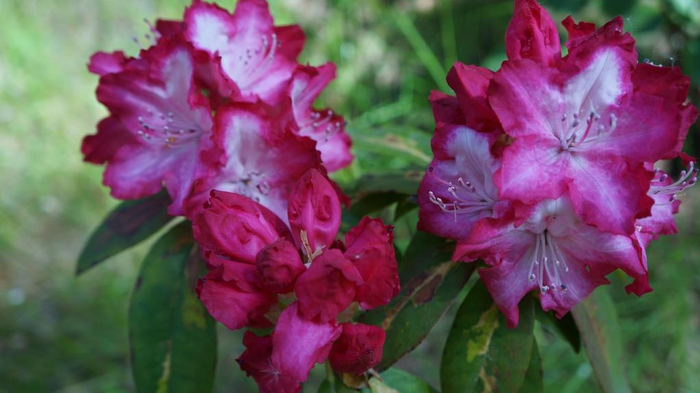 Rhododendron President Roosevelt - kwitnie co roku nawet pomimo uszkodzeń mrozowych (kwiaty dość podobne do Ann Lindsay ) - często wykazuje rewersję liści z formy variegata (forma nietrwała) - jest