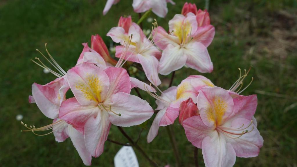 Rhododendron Satomi - do każdego ogrodu duża mrozoodporność i łatwość uprawy - kwitnie