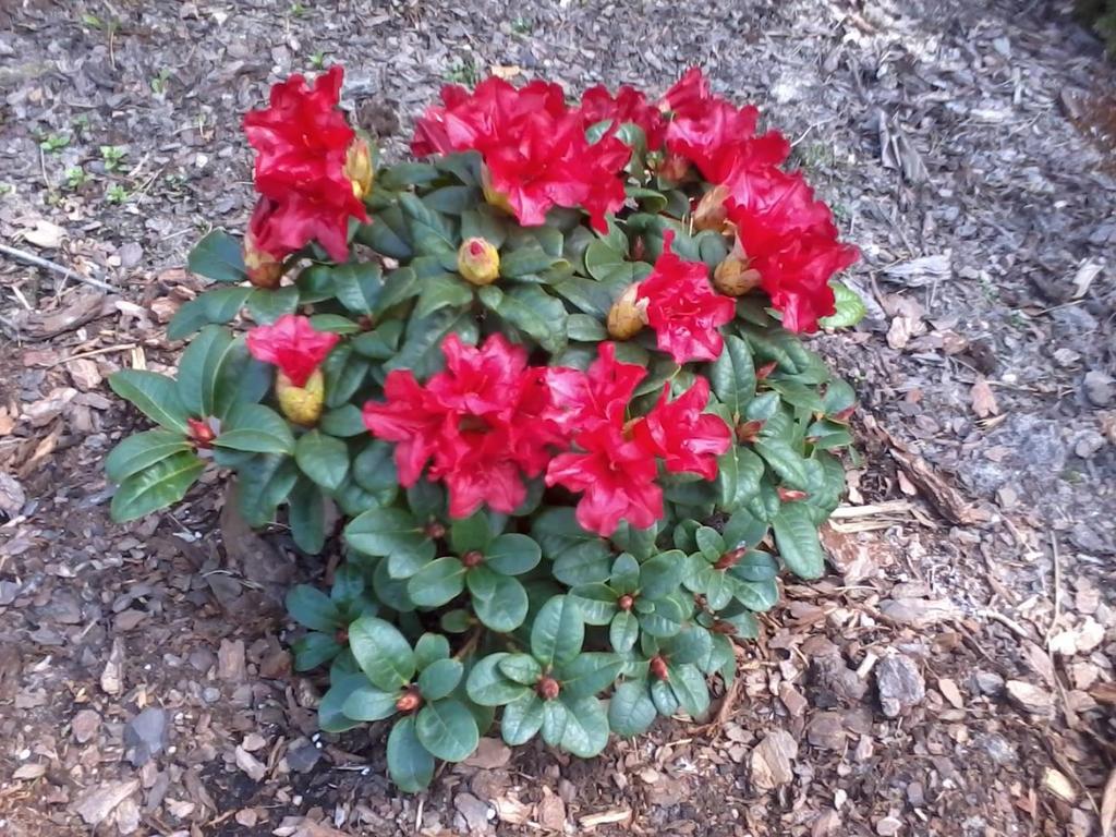 Rhododendron forrestii var.