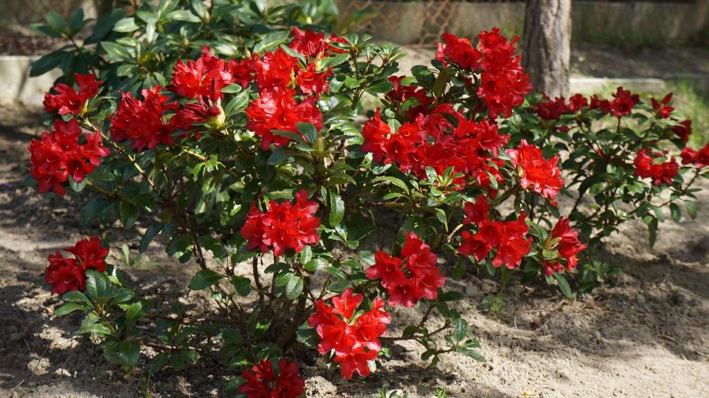 Rhododendron forrestii var. repens Bengal - do każdego ogrodu - kwitnie wcześnie (pocz.