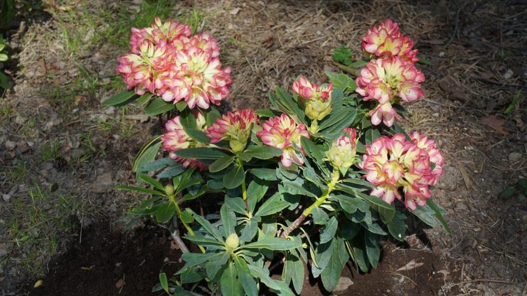 Rhododendron Robert de Belder - po pierwszej zimie