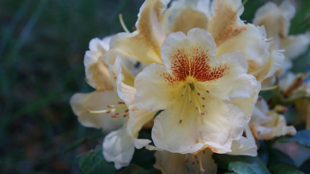 Rhododendron Marylou - już młode rośliny wytwarzają pąki kwiatowe - ulepszona i bardziej