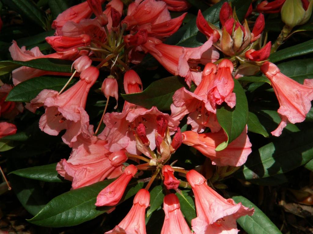 Rhododendron Tortoiseshell Orange - tylko do kolekcji - rzadko kwitnie - przez przemarzanie pąków - dzwonkowaty kwiat o