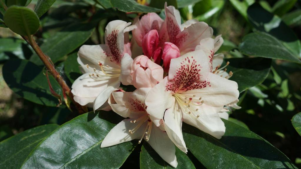 Rhododendron Mikado - liście duże i błyszczące - ciekawe zestawienie barwy brązowej i łososiowo-pomarańczowej -