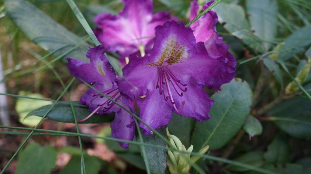 Rhododendron Bohlken s Lupinenberg - odmiana tylko do kolekcji ze względu na niepełną