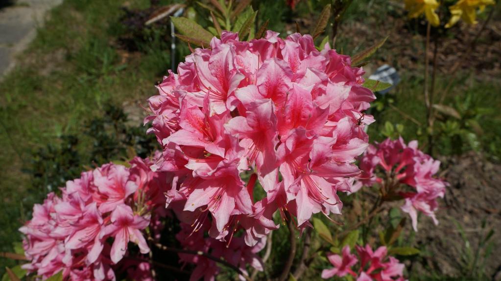 Rhododendron Rosy Lights - kwitnie obficie dużymi kulami kwiatów oraz emituje przyjemny zapach - szybki wzrost, pokrój wyprostowany z dużą liczbą rozgałęzień i