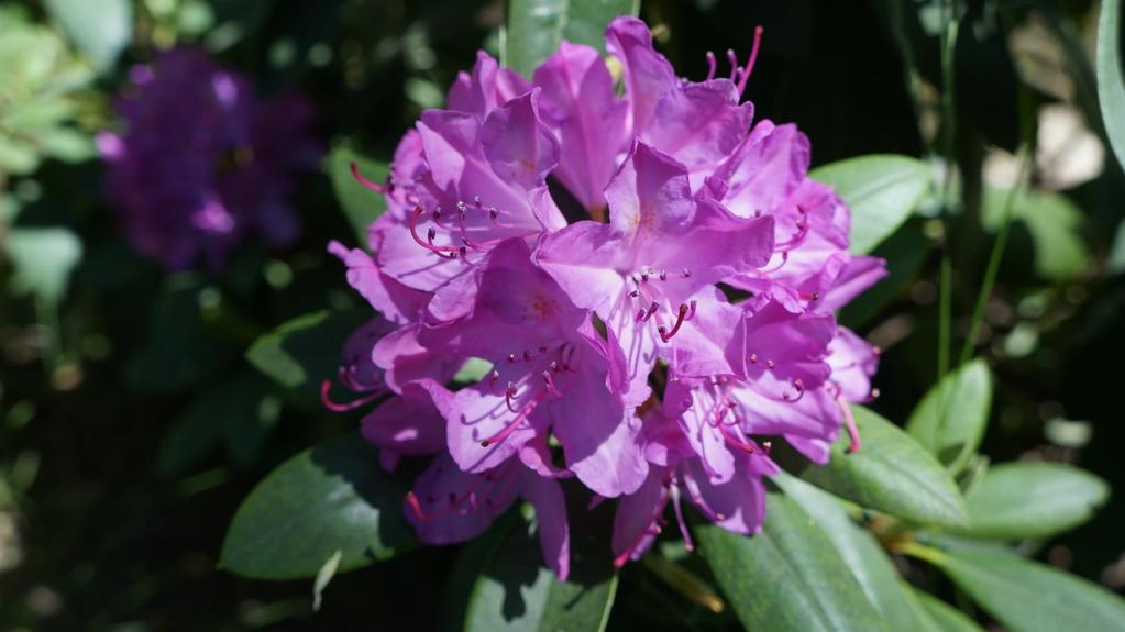 Rhododendron catawbiense Roseum Elegans - kwitnie niezawodnie każdego roku - odmiana standardowa do