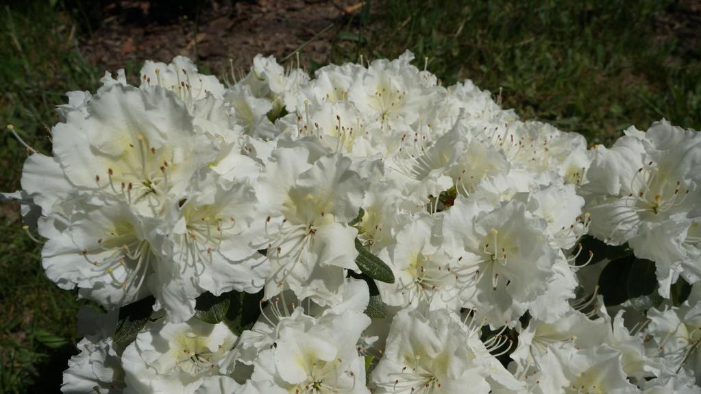 Rhododendron Maischnee - b.