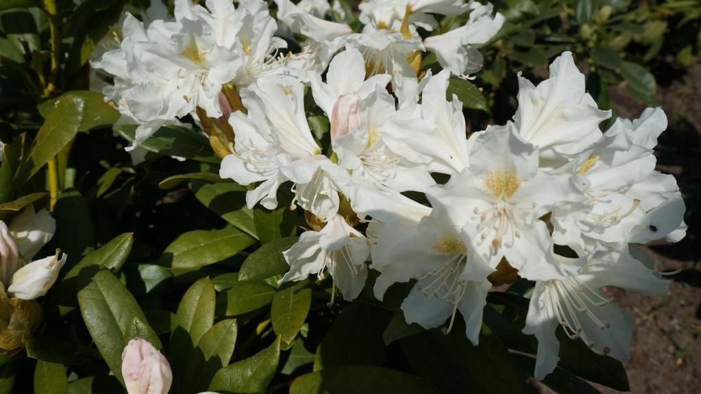 Rhododendron caucasicum Cunningham s White - kwitnie zawsze i niezawodnie; powtarza kwitnienie jesienią - zwarty i poduchowaty pokrój - odmiana