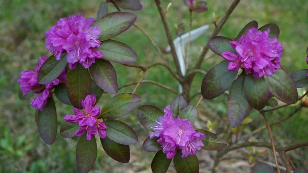 Rhododendron carolinianum P.J.M. Elite - kwitnie corocznie i b.