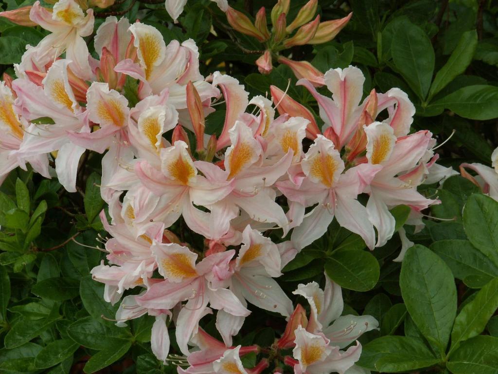 Rhododendron occidentale Irene Koster - warta do powszechnego stosowania ze względu na silny zapach