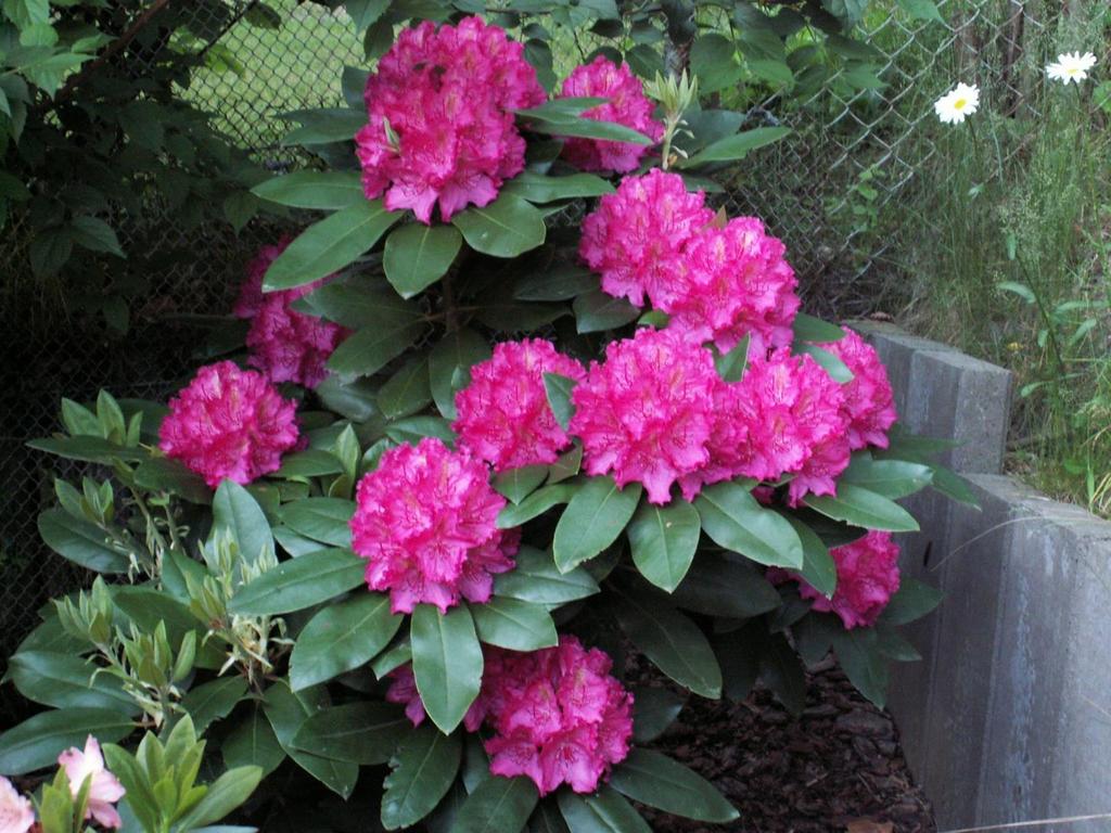 Rhododendron catawbiense Germania - potrzebuje stanowiska zacisznego i osłoniętego - wzrost b.