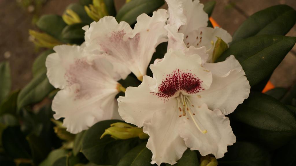 Rhododendron yakushimanum Annika - kwitnie sporadycznie - zwarty, niski, kopulasty krzew o liściach wywiniętych do dołu - odmiana