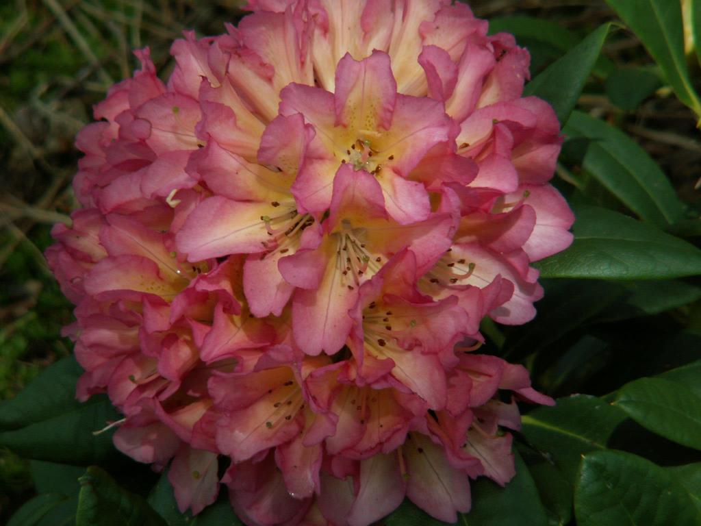 Rhododendron Pivoinne - wczesne kwitnienie (połowa IV) co drugi rok - niepełna