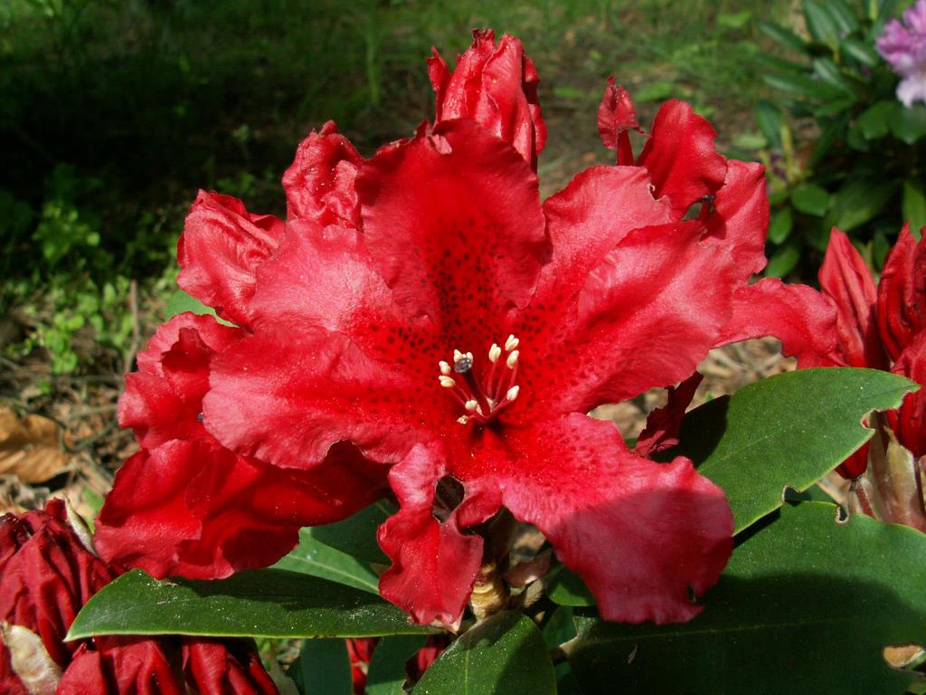 Rhododendron Taragona - obfite, ale nie coroczne kwitnienie - głęboki, nasycony kolor kwiatu jedna z ciemniejszych odmian