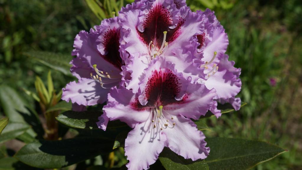 Rhododendron Pfauenauge - odmiana niemiecka i oczkowa z