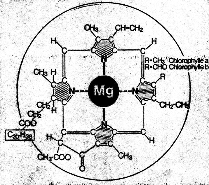 Multi-N oraz Magnez Magnez a jakość ziarna pszenicy Dlaczego warto stosować w pszenicach jakościowych?