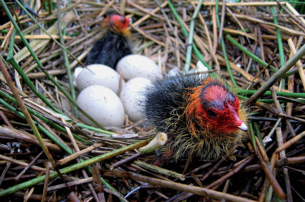 Gniazdo łyski (fot. Jan Jedlikowski) żone wyglądem jest gniazdo kokoszki, które jest jednak wyraźnie mniejsze (średnica zewnętrzna mniejsza o ok.