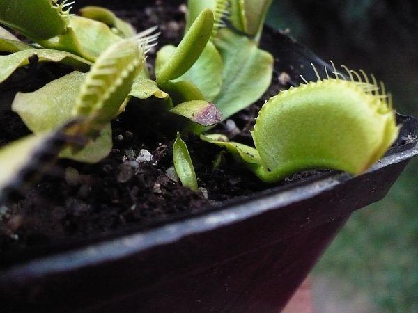 Istnieje wiele sposobów przygotowywania takich sadzonek, lecz nie będziemy opisywać ich wszystkich, gdyż zajęłoby to zbyt dużo miejsca.