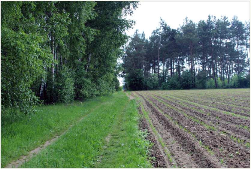 Tabela 2. Rozmieszczenie punktów nasłuchu i transektu na powierzchni inwestycyjnej Borkowo- Falenta EIG B Punkt GPS Najbliższe turbiny Opis punktu 1 20 45'45.16"E 53 5'32.624"N 2 20 45'51.