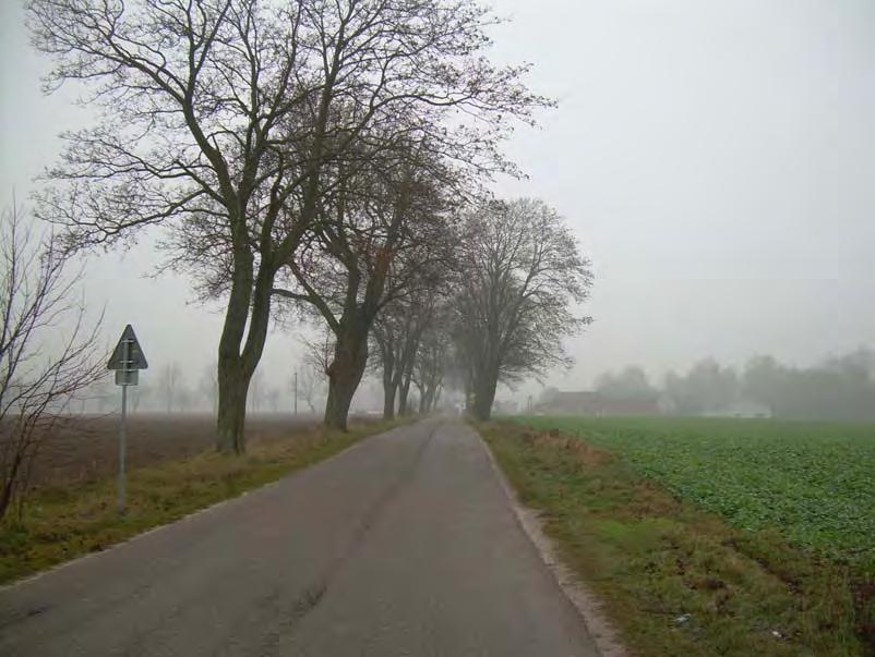 Fot. 98. Stan środowiska w grudniu 2008 r.: km 30+500, pola w Barniewicach; w głębi Las Barniewicki; miejsce projektowanej trasy S6 w wariancie C Fot. 99.