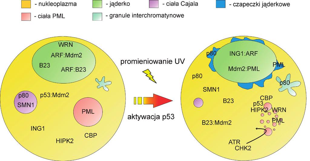 Rycina 2. Zmiany w strukturze jądra komórkowego powstające w reakcji na uszkodzenia DNA wywołane przez promieniowanie ultrafioletowe i w wyniku aktywacji białka p53.