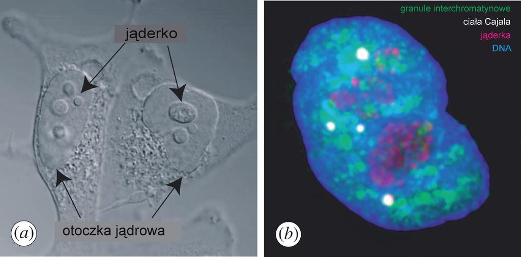 do izomeryzacji p53 i ostatecznie oddysocjowania jego inhibitorów iaspp i Mdm2 [8]. Fosforylacja reszty seryny 46 białka p53 odbywa się za pośrednictwem kilku kinaz.