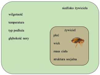 Wszechświat, t. 116, nr 7 9/2015 ARTYKUŁY 211 Ryc. 2. Cykl transmisji pałeczki dżumy (Yersinia pestis). Rezerwuarem bakterii są gryzonie; wektorami pchły.