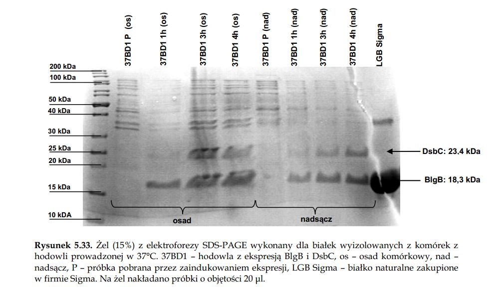 Produkcja białka Szczep E. coli Origami B(DE3) Wektor petduet-1/dsbc/blgb Rozprawa doktorska.