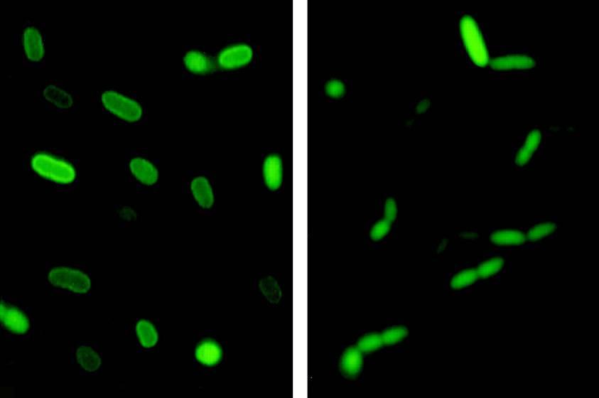 Wydzielanie białek do peryplazmy Druga ścieżka: system sekrecji TAT (Tween Arginine Translocation) kodowany przez geny tatabce.