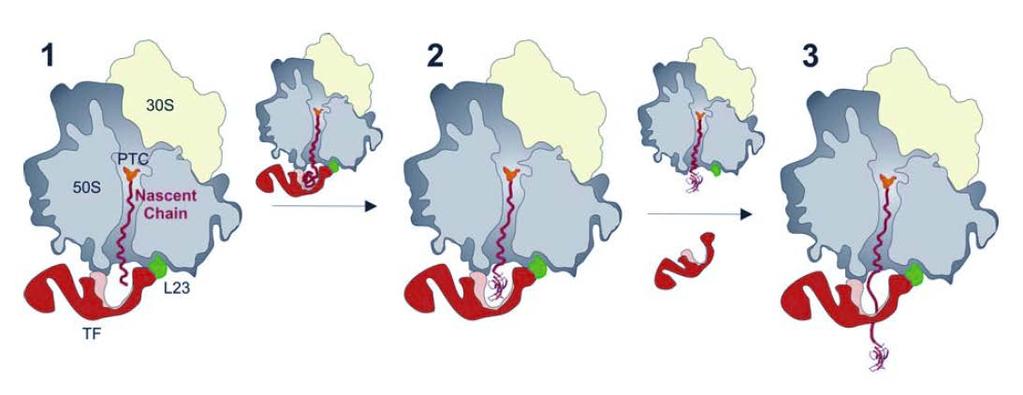 Czynnik inicjujący TF (Trigger Factor) model działania TF tworzy osłoniętą, bezpieczną kieszeń dla łańcucha polipeptydowego wyłaniającego się z tunelu rybosomu.