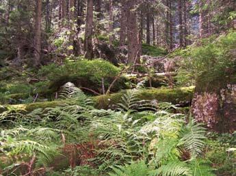 12 Tatry jako Specjalny Obszar Ochrony Siedlisk SOOS Wyznaczenie Tatr jako obszaru Natura 2000 dla ochrony siedlisk wymaga bardziej skomplikowanej procedury niż obszar ptasi.