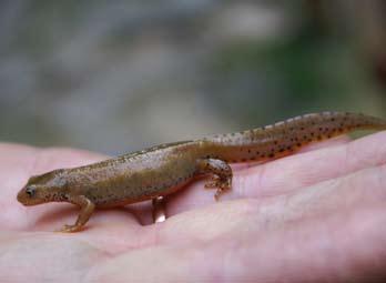 Gatunki Natura 2000 w Tatrach zwierzęta Bezkręgowce Chrząszcze *sichrawa karpacka Pseudogaurotina excellens biegacz urozmaicony Carabus variolosus Kręgowce Płazy kumak górski Bombina variegata