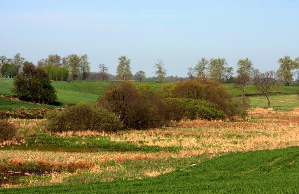 Udział norek uciekinierów z ferm w dzikiej populacji wynosi w Polsce średnio 17 %, natomiast w północno - zachodniej części kraju, gdzie zlokalizowanych jest najwięcej ferm, uciekinierzy z ferm