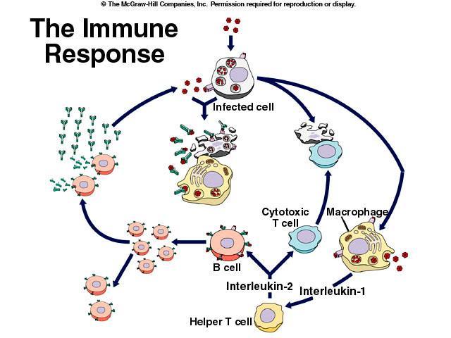 ODPOWIEDŹ IMMUNOLOGICZNA Patogen Przeciwciała