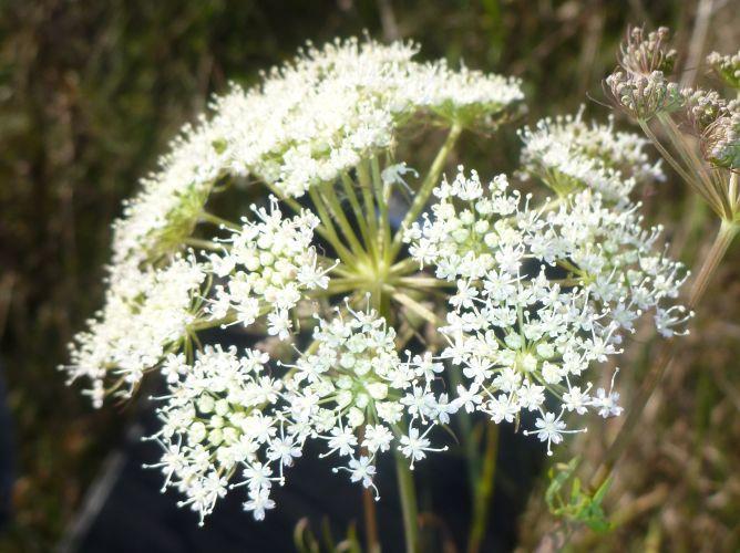 selernicowych (6440): Allium angulosum, Cnidium dubium, Lathyrus palustris; działki cenne dla ptaków są położone zwłaszcza w