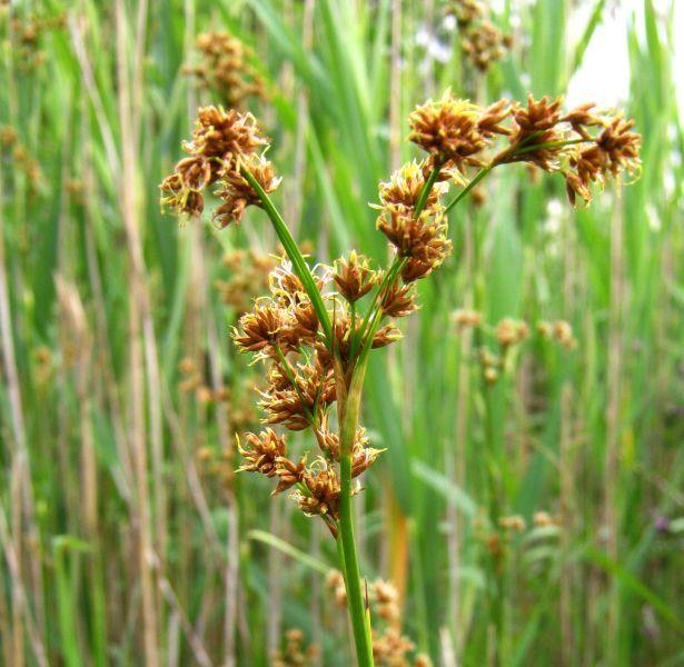 ostoja Cladium mariscus (80% wierność) - istotny wariant dla naturowego Ostericum palustre (1/3