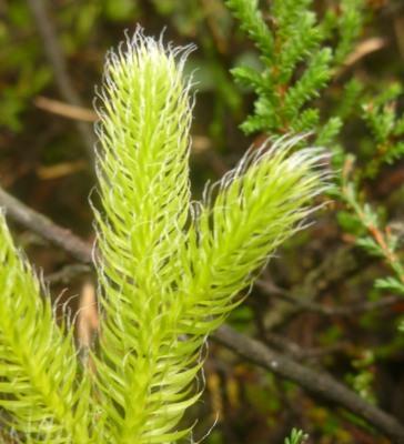 typowe dla wariantu (Gentiana asclepiadea, Lycopodium clavatum, Gymnadenia conopsea,